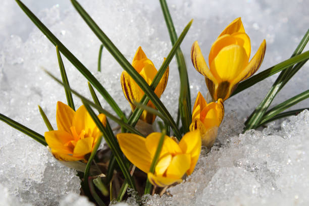 schöne gelbe krokusblüten im schnee. blütenpflanzen. nahaufnahme. draufsicht. hintergrund. landschaft. - flower snow winter close up stock-fotos und bilder