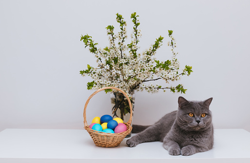 British cat and Easter eggs in a basket on a white background. Easter composition with a cute cat. Copy space.
