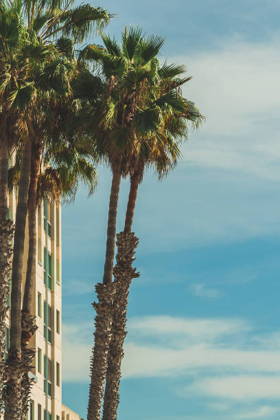 istock Palm trees on beautiful day against blue sky with wispy clouds 1372863311