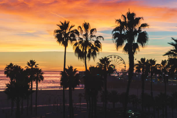 palm trees silhouetted against colorful sunset - santa monica fotos imagens e fotografias de stock