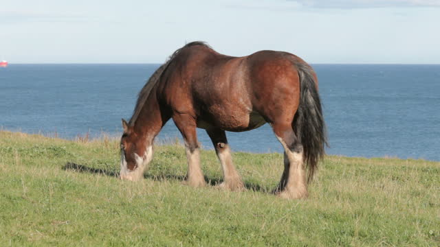 Clydesdale Horse grazing on clifftop in Scotland.