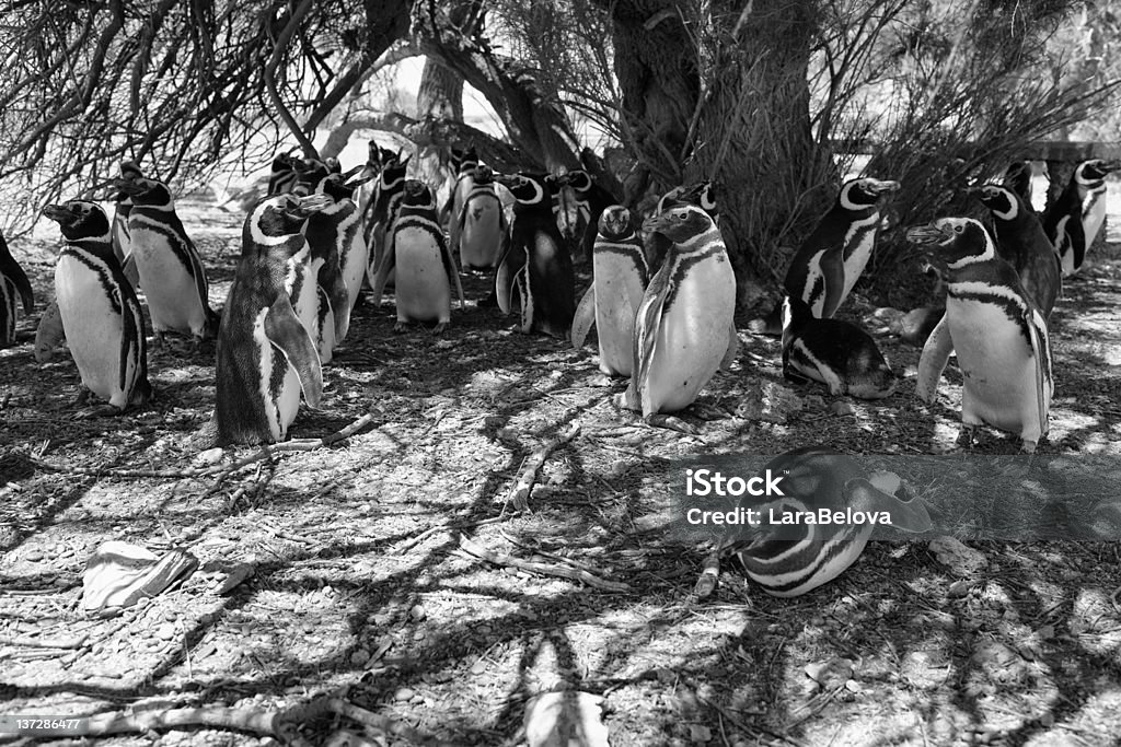 Gruppe von penguins - Lizenzfrei Argentinien Stock-Foto