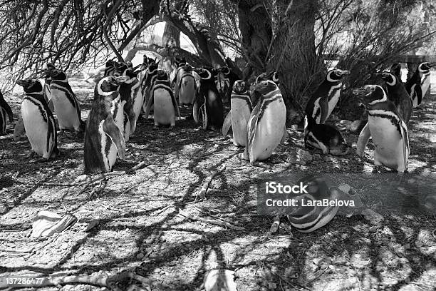 Gruppe Von Penguins Stockfoto und mehr Bilder von Argentinien - Argentinien, Ast - Pflanzenbestandteil, Baum