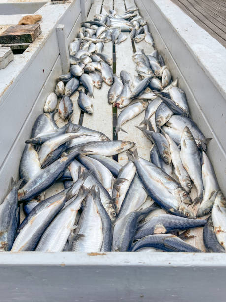 istock Fresh herring before being packed in barrels for shipping. 1372866060