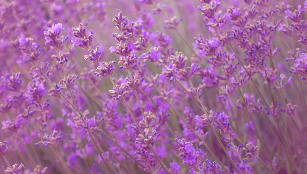 istock Beautiful romantic lavender flowers. Blooming lavender field. 1372867974