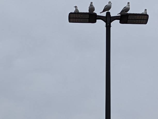 istock Seagulls on a parking lot light 1372870179