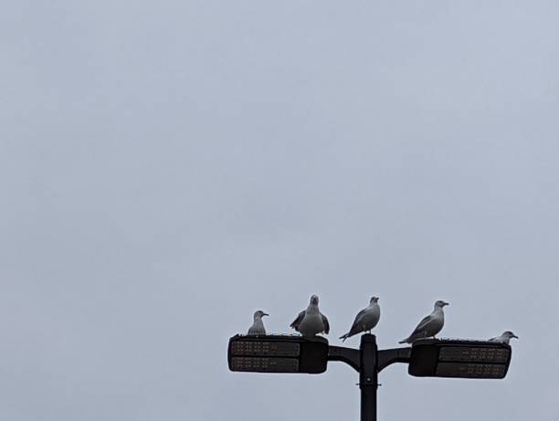 istock Five seagulls on a parking lot light or lower right framing 1372870229