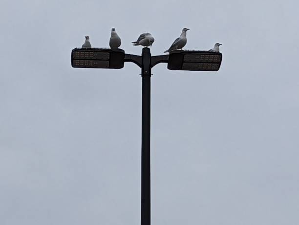 istock 5. Seagulls sit on top parking lot light framed top center 1372870269