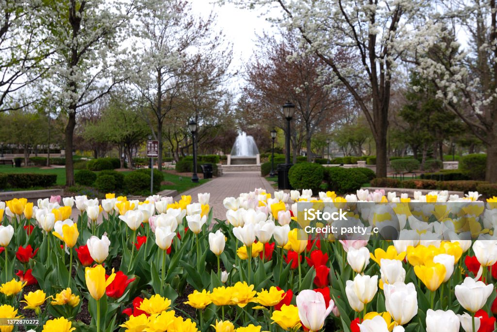 Springtime in tne Park Tulips in the foreground of a park image Color Image Stock Photo