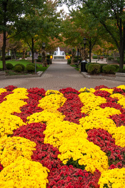 istock Chrysanthemums in a Park 1372870307
