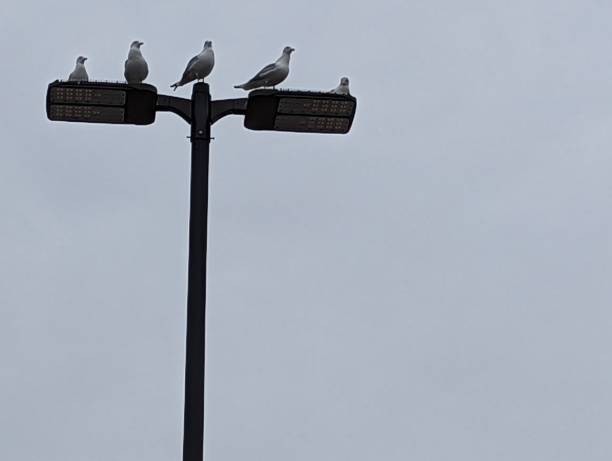 Seagulls on a parking lot light pole framed upper left