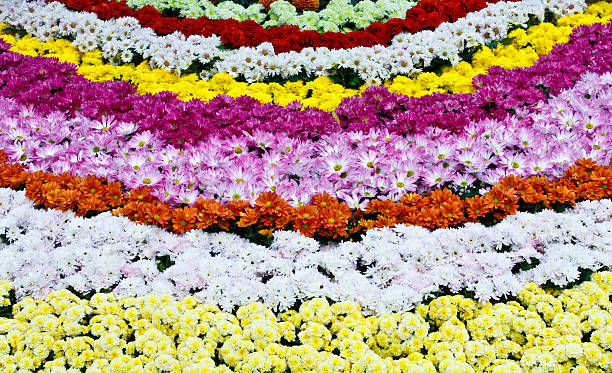 istock Rows of colorful flowers 137287284