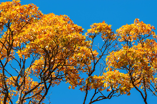 Golden autumn background. Leaves of the trees in front of the saturated blue sky.