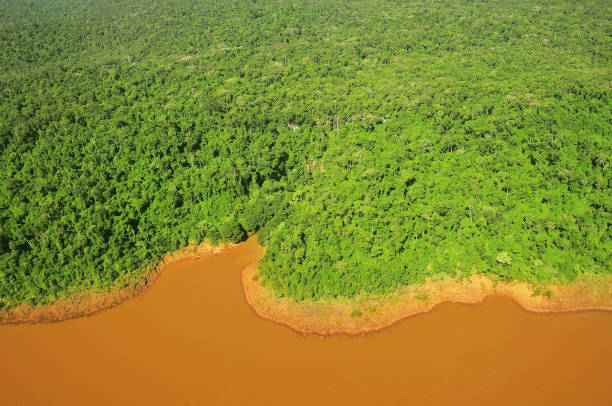 istock Jungle by Iguazu river. Argentina. 1372873351