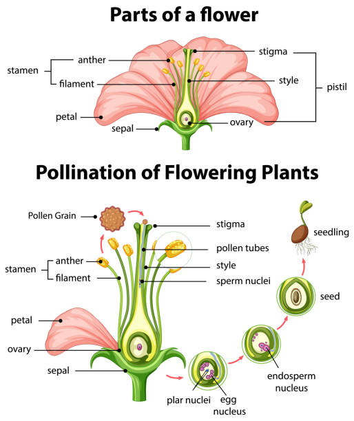 Diagram of pollination of flowering plants Diagram of pollination of flowering plants illustration flower part stock illustrations