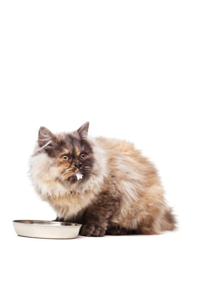 istock Chinchilla Persian cat with milk 1372874635