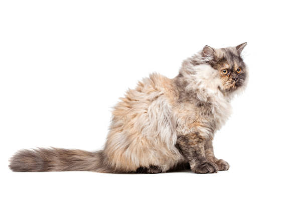 istock Chinchilla Persian cat 1372874638