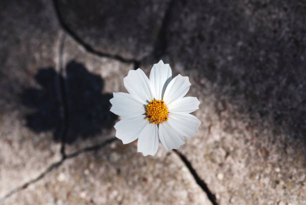 flower growing in stone crack, light and shadow - revival imagens e fotografias de stock