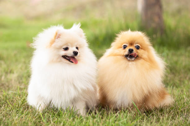 istock two Zverg Spitz, Pomeranian puppies 1372874673