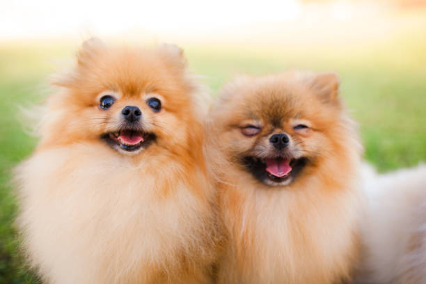 two Zverg Spitz Pomeranian puppies posing on grass stock photo