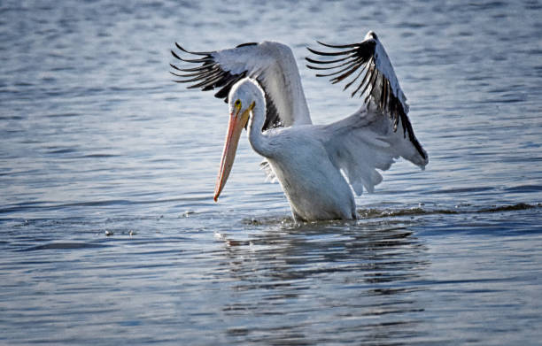White Pelican Catching Fish in Blue Water White Pelican bird flapping wings as it catches fish in blue water and bright sunlight. white pelican animal behavior north america usa stock pictures, royalty-free photos & images