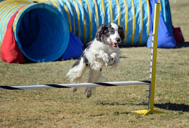 English Cocker Spaniel Jumping Over a Bar stock photo