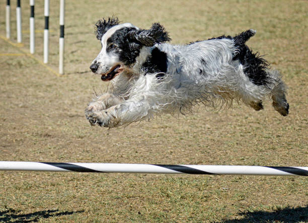 istock Cheerful English Cocker Spaniel Leaping Over a Bar 1372879445