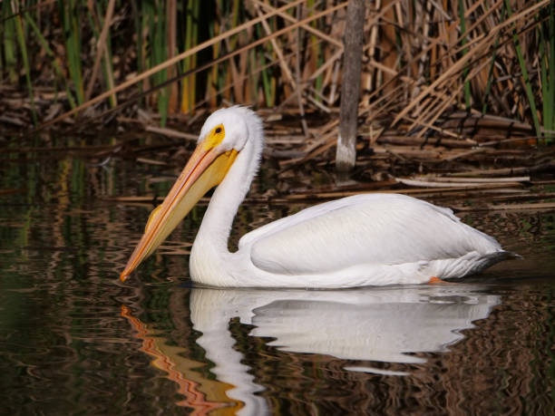 A White Pelican at the pond with Reeds stock photo