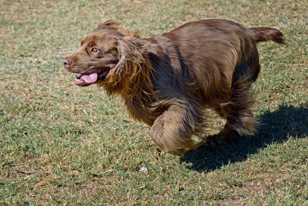 istock Excited Sussex Spaniel Running Across Grass 1372880497