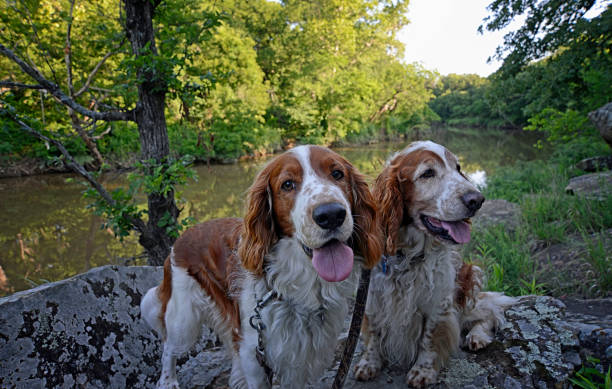 Two Welsh Springer Spaniels Near Water Happy expressions on faces of two Welsh Springer Spaniel dogs with their tongues out in front of a stream and woodland area. welsh springer spaniel stock pictures, royalty-free photos & images