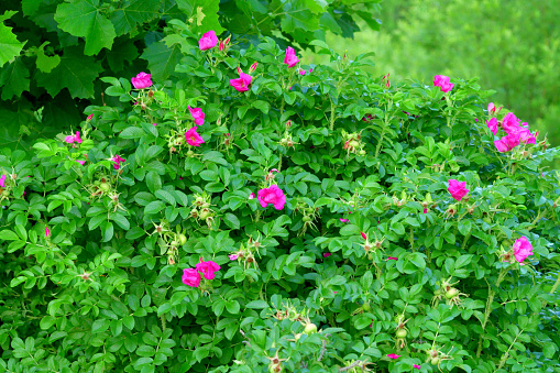 Rosa rugosa, commonly called Rugusa rose and Japanese rose, is native to Japan, northern China and Korea. It is a bristly, prickly, sprawling, suckering shrub rose. Odd-pinnate dark green leaves (each with 5-9 leaflets) turn yellow (sometimes orange red) in autumn. Fragrant flowers are rose pink to white, which are primarily single (5 petals), but are semi-double or double in some varieties and hybrid cultivars, which primarily bloom from late May to July. Flowers are followed by fleshy, edible, tomato-shaped fruits which appear green but ripen to bright red by late summer, lasting until late fall.