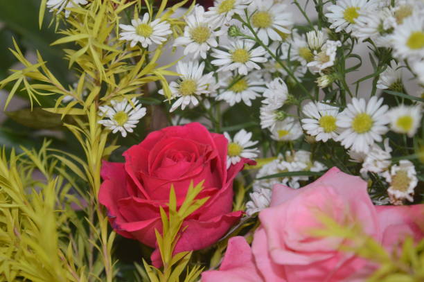 beautiful roses and daisy bouquet image background