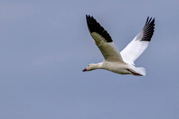 snow goose flying in the sky