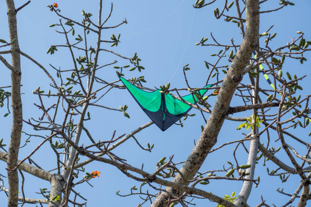 Kite stuck on the branch of a tree.