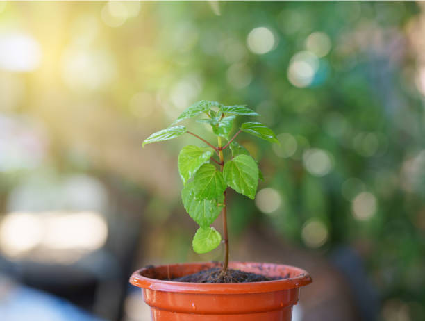 istock Small plant on soil in plastic plant pot. 1372886904