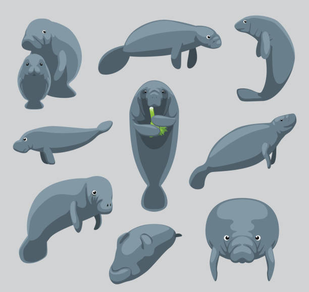 ilustraciones, imágenes clip art, dibujos animados e iconos de stock de animal manatí dugongo nueve poses cartoon vector lindo - manatee