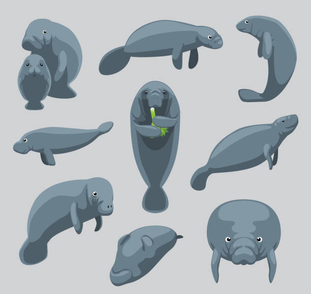 Animal Manatee Dugong Nine Poses Cartoon Vector Cute Animal Cartoon EPS10 File Format manatus stock illustrations