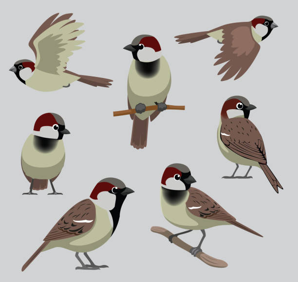 stockillustraties, clipart, cartoons en iconen met animal bird house sparrow poses cartoon vector - house sparrow