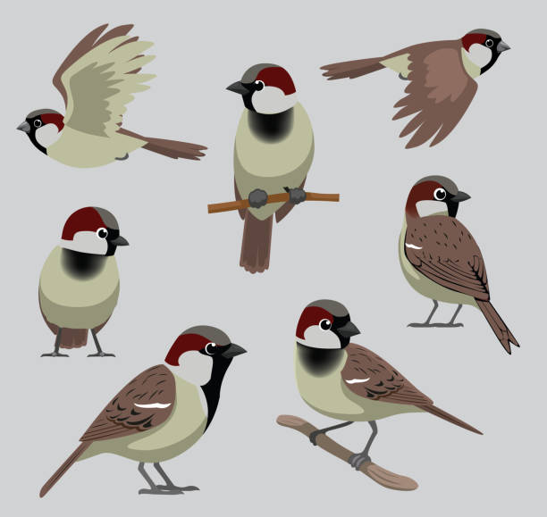 Animal Bird House Sparrow Poses Cartoon Vector Animal Cartoon EPS10 File Format passer domesticus stock illustrations