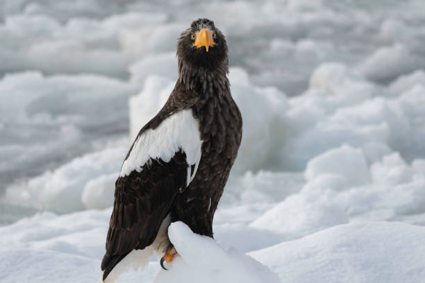 istock Front face of steller's sea eagle on the ice 1372891269