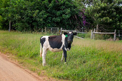A black and white calf grazing on grass on the side of the road .