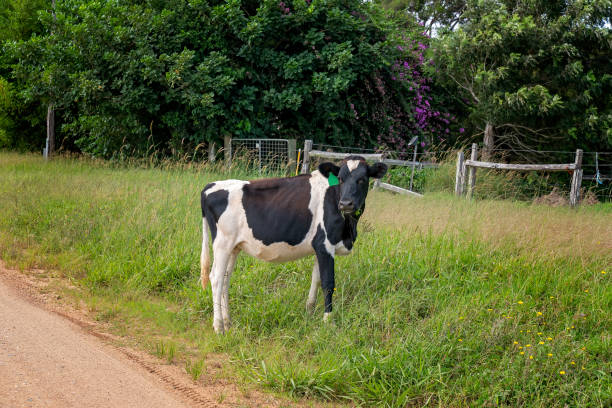 calf chewing cud on roadside - chew the cud imagens e fotografias de stock