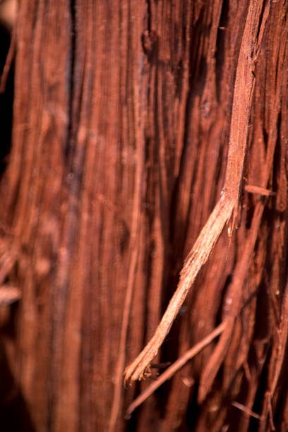 istock Bark of a quebracho trunk 1372894571