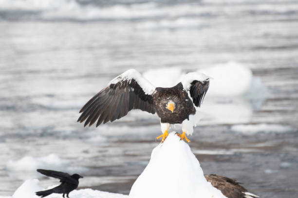 istock Steller's sea eagle flapping on the ice 1372894592