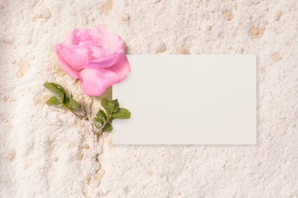 Greeting card with empty paper and Pink rose