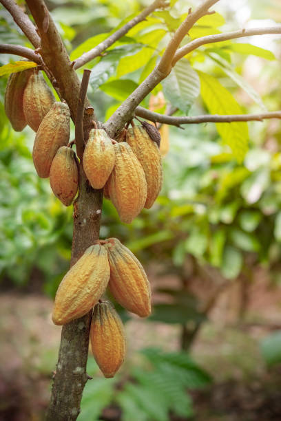 istock Cacao fruit on a cacao tree in tropical rainforest farm. 1372895562