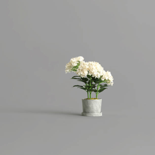 灰色の背景に分離コンクリートポットの白いアジサイ - azalea flower pot rhododendron isolated ストックフォトと画像