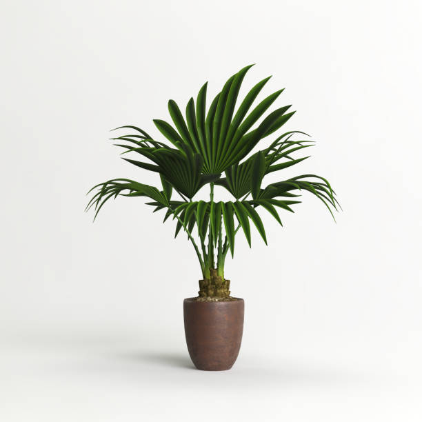 istock Brown potted palm tree isolated on light background 1372896593