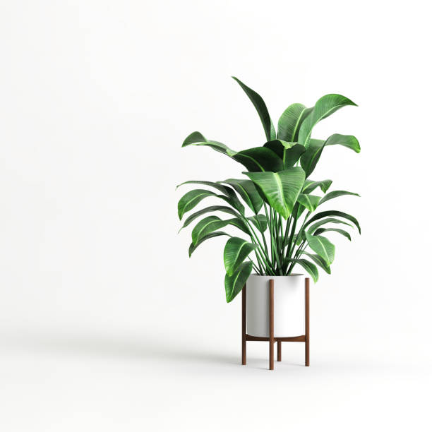istock Modern potted Musaceae plant isolated on light background 1372896668