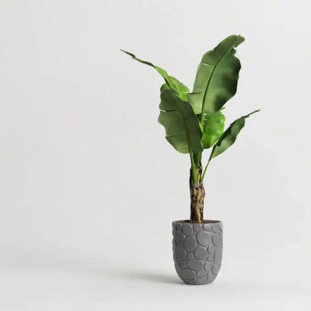 Banana tree in concrete pot isolated on gray background